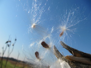 Milkweed Wishes